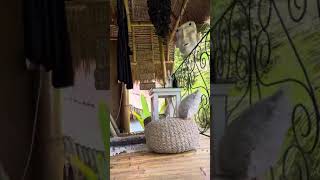 Boho Firefly eco tree house segment 2 [upl. by Oznecniv]