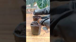 Alocascia Black velvet bulbcorm propagation propagationtips plantpropagation [upl. by Arabel477]