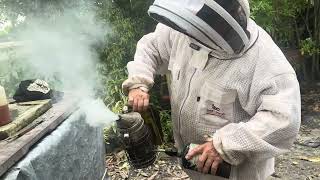 October inspection of the Poppleton hive  beekeeping [upl. by Steffane]