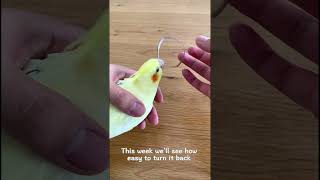 How Easy to Turn A Ringneck Parrot Back To A Cockatiel [upl. by Aubree934]