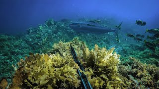 SPEARFISHING SOUTH AUSTRALIA [upl. by Hafeenah260]