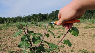 Tăierile de formare în verde la prun [upl. by Eldrid]