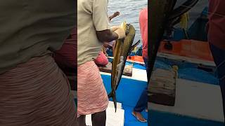 Mahi Mahi Fish Tackle in Long Line mahimahi Kadal Karkal Fishing [upl. by Anitnegra]