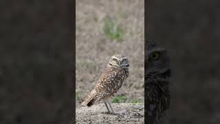 Burrowing Owls in Central Montana [upl. by Koy]