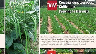 How to cultivate cowpea Vigna unguiculata [upl. by Eydnarb209]