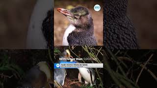 Hoiho Penguin Wins New Zealand Bird of the Year for the Second Time [upl. by Socrates]