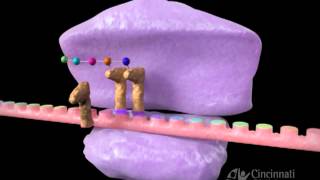 Inhibitors of protein synthesis [upl. by Ahsienroc137]