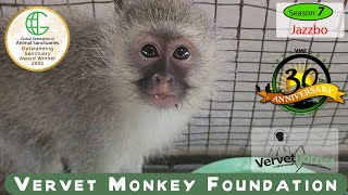 “Jazzbo’s Journey From Car Crash Survivor to Troop Reunion at Vervet Monkey Foundation” [upl. by Oswell]