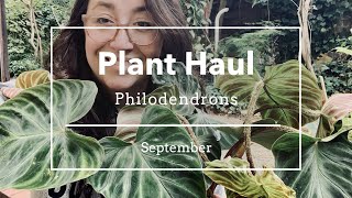 Big Philodendron Plant Haul September [upl. by Ailis]