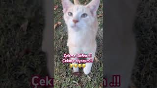 🔥KOMİK KEDİ VİDEOLARI shortvideo trending funnycats youtubeshorts fyp cat short [upl. by Enttirb560]