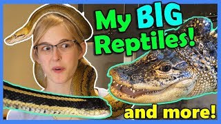 Reptile House Tour Part 2 [upl. by Dawn]