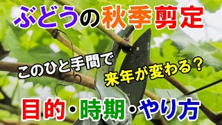 ぶどうの秋季剪定 収穫後に行う剪定 目的・時期・やり方の解説と実演 [upl. by Rodie]