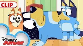 Bluey Season 3 Episode 25 quotRagdollquot Episode Clip  disneyjr  BlueyOfficialChannel​ [upl. by Isabelita]