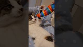 Sleepy kitty plays [upl. by Jourdain]