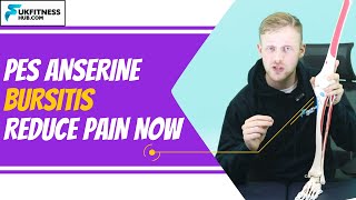 Pes Anserine Bursitis  Anatomy Massage Exercise And Stretches Plan To Reduce Pain [upl. by Nrevel]