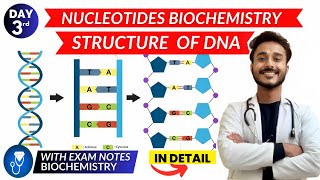 nucleotides biochemistry  dna structure biochemistry  structure of dna biochemistry [upl. by Vanny]