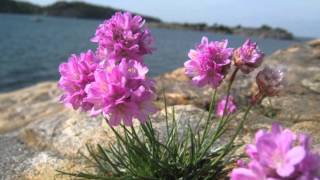 Armeria maritima [upl. by Nesnar]