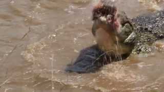 Crocodile swallows young zebras head in 1 go wait for the end Masai Mara  Kenia [upl. by Aerdnua]