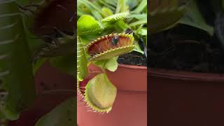 Giant Venus flytrap plant eating fly 🦖 Insect eating carnivorous plants shorts [upl. by Pappas]