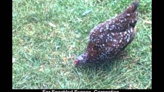 Raising Speckled Sussex Chickens  httpwwwthebackyardchickencoopcom [upl. by Eelreveb]