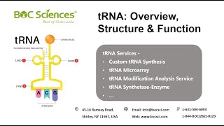 Transfer RNA tRNA  tRNA Overview Structure amp Function  mRNA Translation  Protein Synthesis [upl. by Wilser]