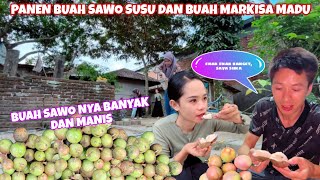 PANEN BUAH SAWO SUSU DI RUMAH KELUARGA ONLINE YANG ADA DI LOMBOK [upl. by Aveline]