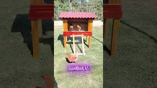 Gallinero para 2 Gallinas [upl. by Novets]