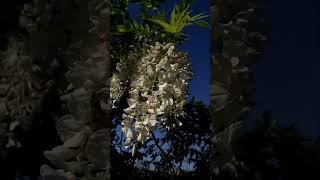 Glicinia blanca flowers music naturesounds fragrantflowers naturemusic nature challenger [upl. by Mcgruter341]