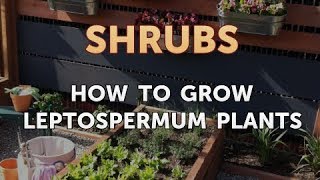 How to Grow Leptospermum Plants [upl. by Osicran]