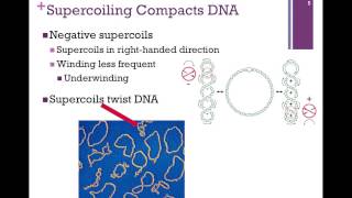 159DNA Supercoiling amp Topoisomerases [upl. by Ramat]