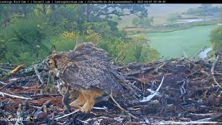 Anhinga Delivered To Great Horned Owl Nest Female Feeds Owlet – April 7 2022 [upl. by Sacha365]