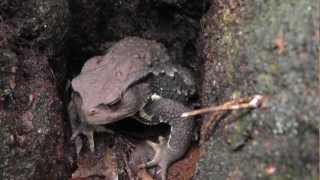 🐝 Giant Japanese Forest Toad  Species Bufo japonicus  Real Japan Monsters [upl. by Hewie408]