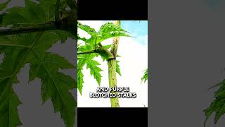 Avoid this Poisonous Plant while Camping Giant Hogweed survival camping bushcraft shorts [upl. by Akenot]