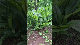 Curcuma caesia Medicinal Turmeric plants at our very own Garden [upl. by Natica]