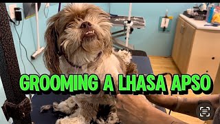 GROOMING A LHASA APSO IN NEED OF A HAIRCUT 🐶😮🤯 [upl. by Atniuqal305]