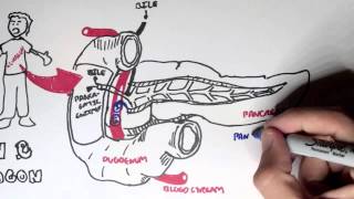 Insulin and Glucagon Overview [upl. by Tnerual]