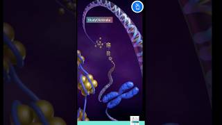 Chromatin Chromosomes and Chromatid Nucleosome and DNA [upl. by Miguel672]