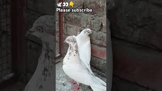 🕊️👀🕊️pigeon kabootar lovesong 🙏sportsviralvideo tranding👑subscribe [upl. by Zavala77]