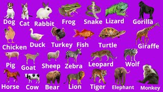 100 noms d’animaux pour enrichir votre vocabulaire en anglais rapidement [upl. by Copeland]