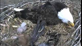 Decorahs Lil Guy gets Tossed again and returns safely returns under Adult Eagle 040511 [upl. by Chevalier371]