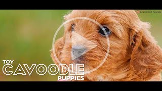 Cavoodle puppies chevromistpuppies [upl. by Jarlen]