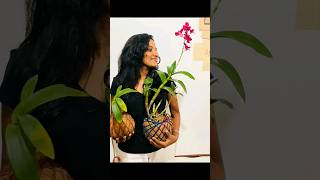 Orchid kokedama Organic gardening hacks 😍🍃🌸 kokedama diy [upl. by Uball]