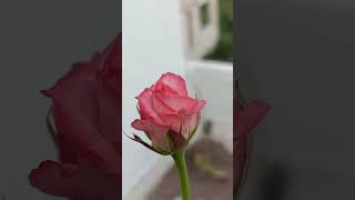 Rose noblesse  media cocopeat throneless 1st bloom [upl. by Evatsug]