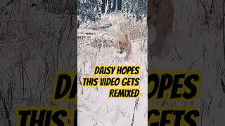 Daisy Releases Controversial Video daisydog snow remix [upl. by Ilram]