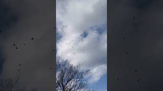 Migrating Birds in Alabama [upl. by Peti237]