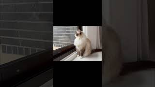 cat 治癒小貓 catlover 喵星人 petlovers cute petlover pets cutecat 海豹雙色布偶貓 手套貓咪 貓咪日常 貓生簡單 [upl. by Yanel]