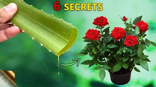 REVEALING 6 SECRETS OF ALOE VERA FOR YOUR GARDEN  USES OF ALOE VERA IN GARDENING [upl. by Kolodgie]