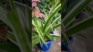 Spider plant 🌿🌿reporting in easy way plants trending shorts [upl. by Irrej446]