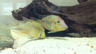 Geophagus steindachneri spawning [upl. by Marchese]