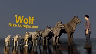 Wolf size comparsion [upl. by Aerdnat]